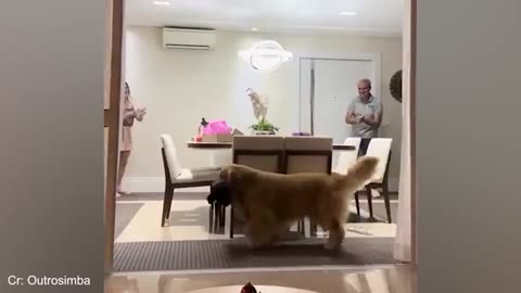 Golden Retriever is sure to fill our lives with happiness 🐶 Funniest Dogs Video