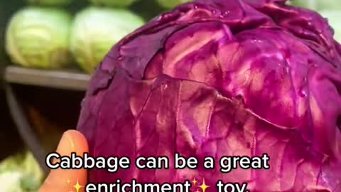 Cabbage can be a great enrichment't toy,