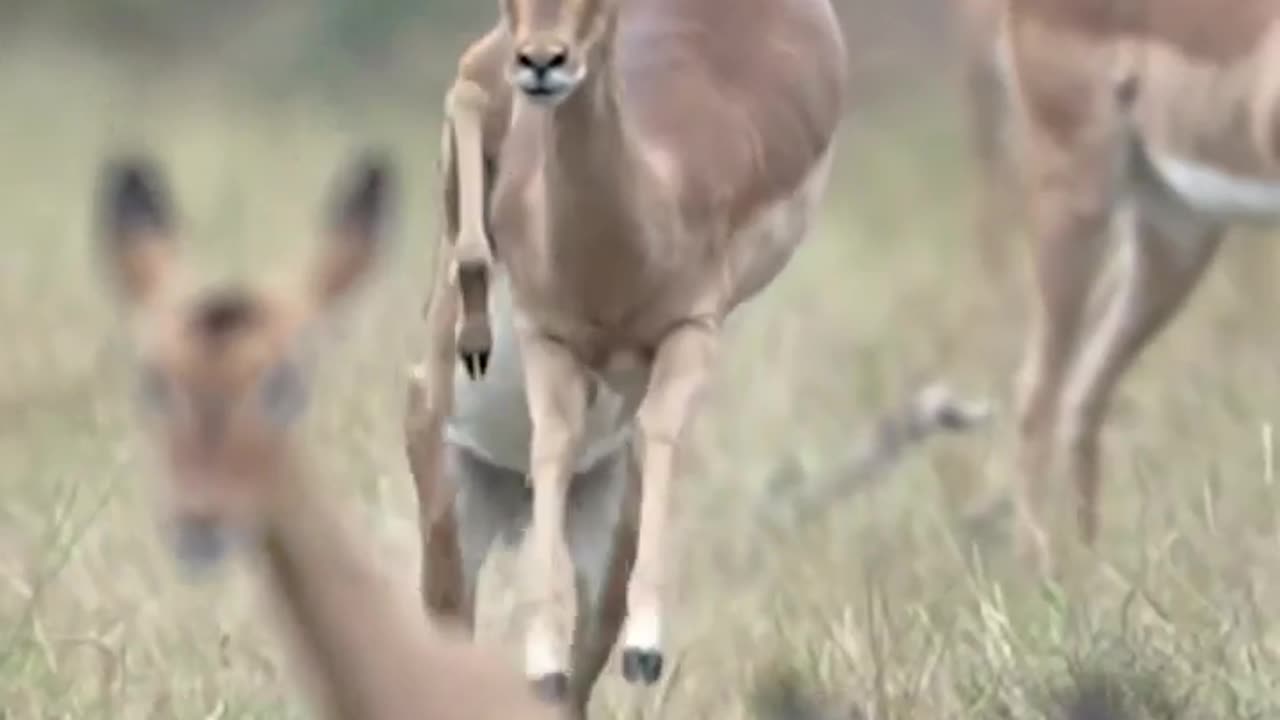 Running deers