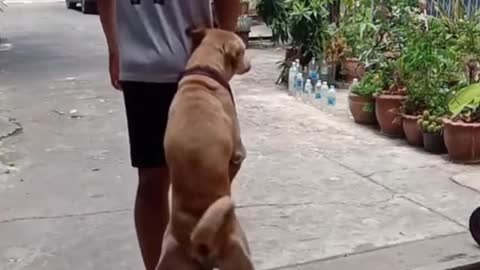 Dog hugs owner's leg and won't let go