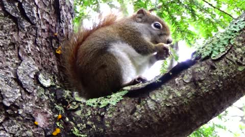 Red Squirrel