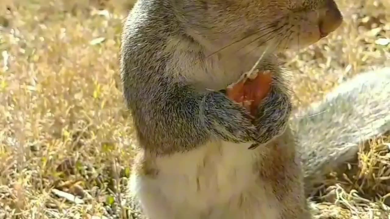 Behold the cuteness of Mika The Squirrel 🐿️🥰.