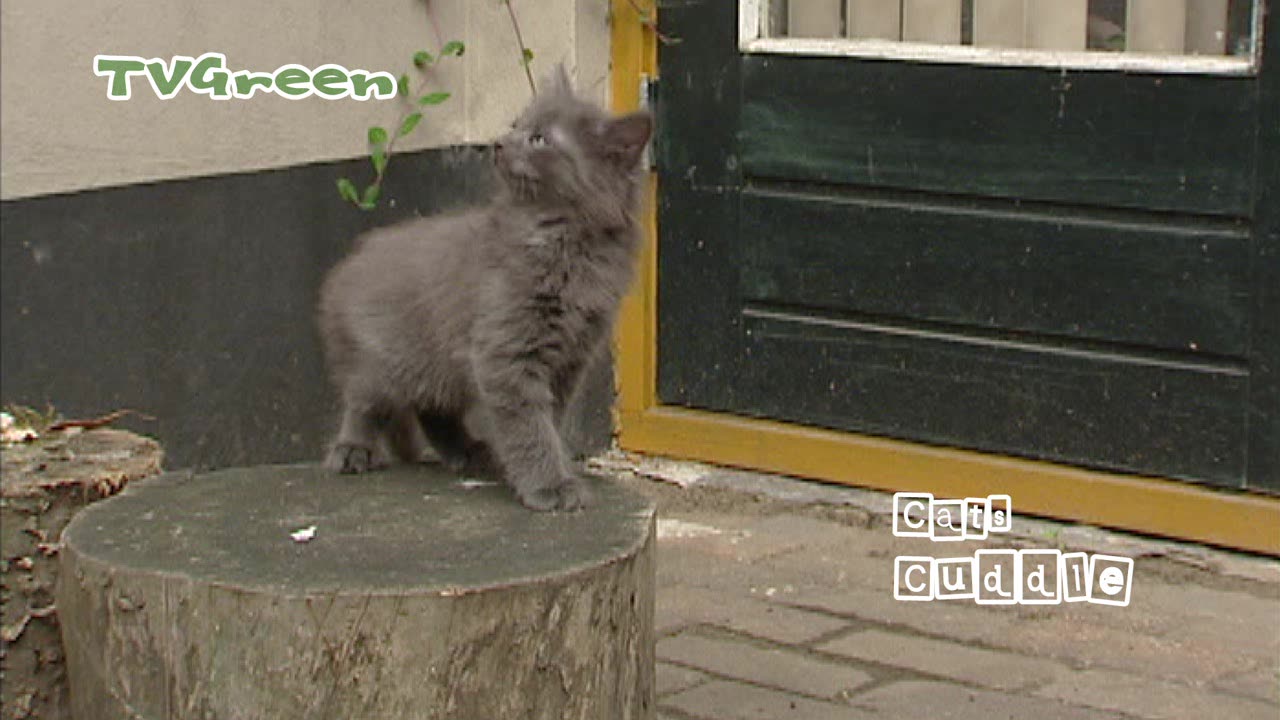 Norwegian Forest cat - Norske Skogkatt - Norsk Skaukatt