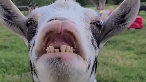 Happy Goat Has Glowing Smile