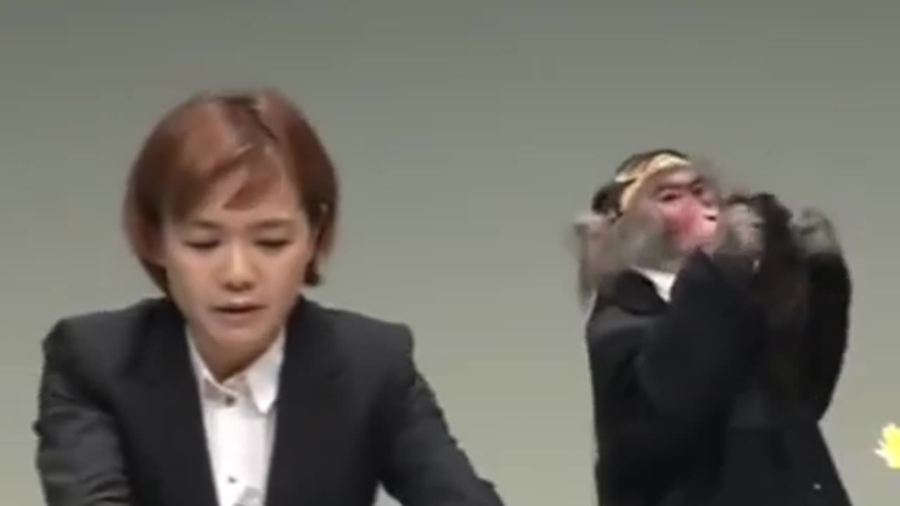 Funny Animal Video | Monkey |