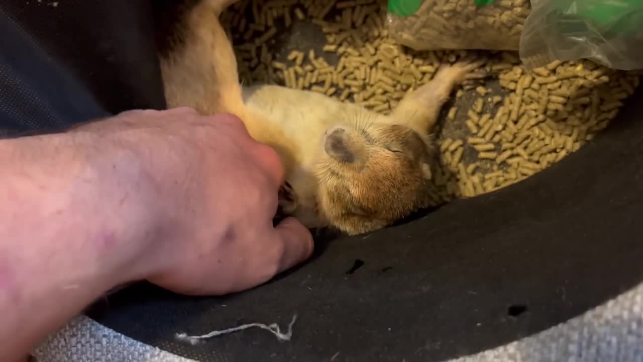 Capybara vs Piglet (Quandale Dingle Dies)9