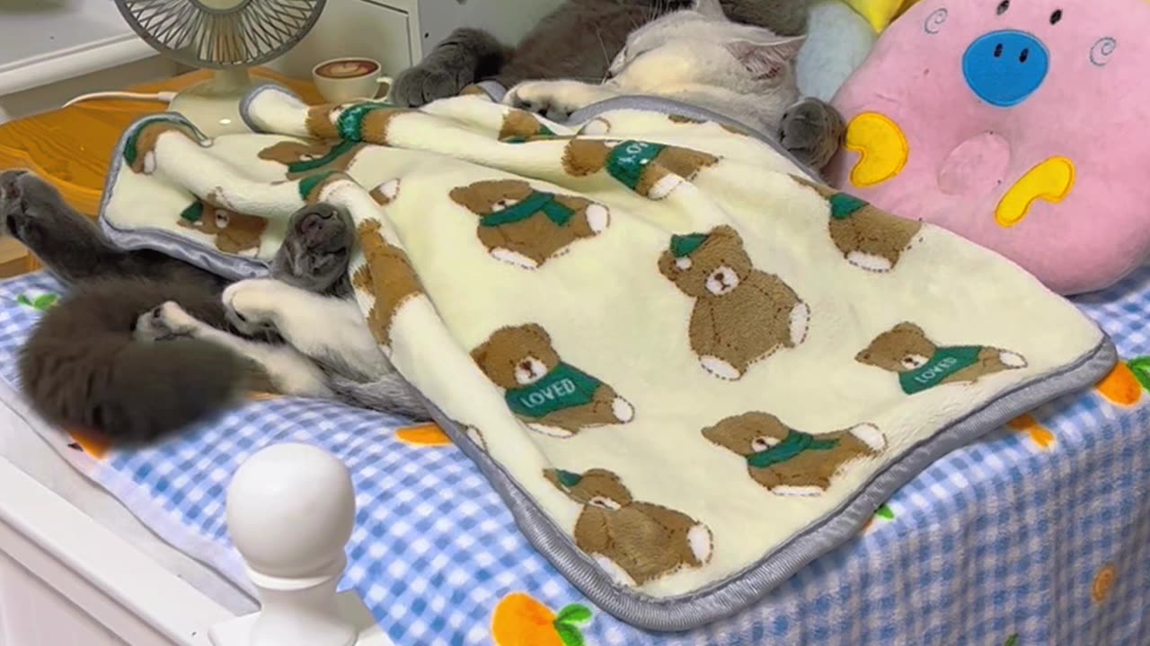 The most relaxed cat on earth. Must watch once