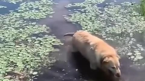 Dog had too much pond water