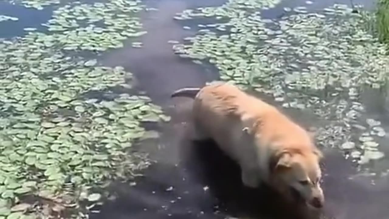Dog had too much pond water