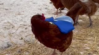 Chicken Saddles