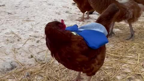 Chicken Saddles