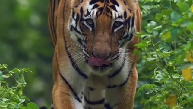 The tiger