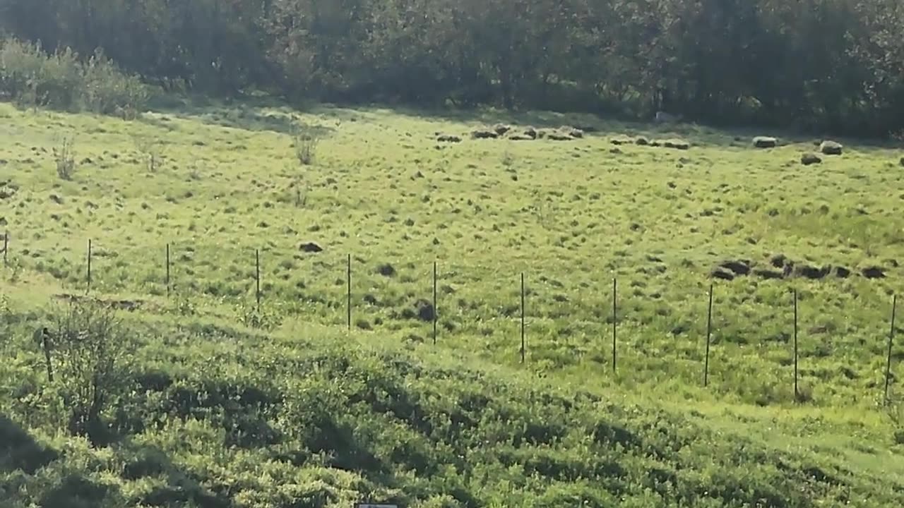 Coyote attaque...