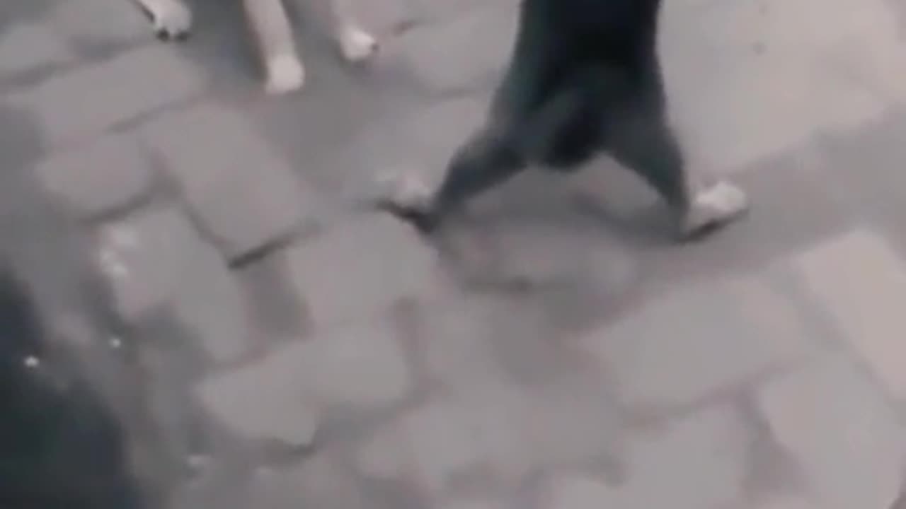 Funny, cat funny