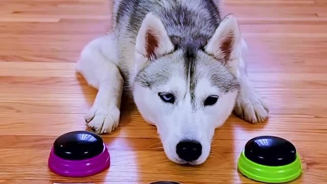 Dog Answers Fan Questions Using Talking Buttons!