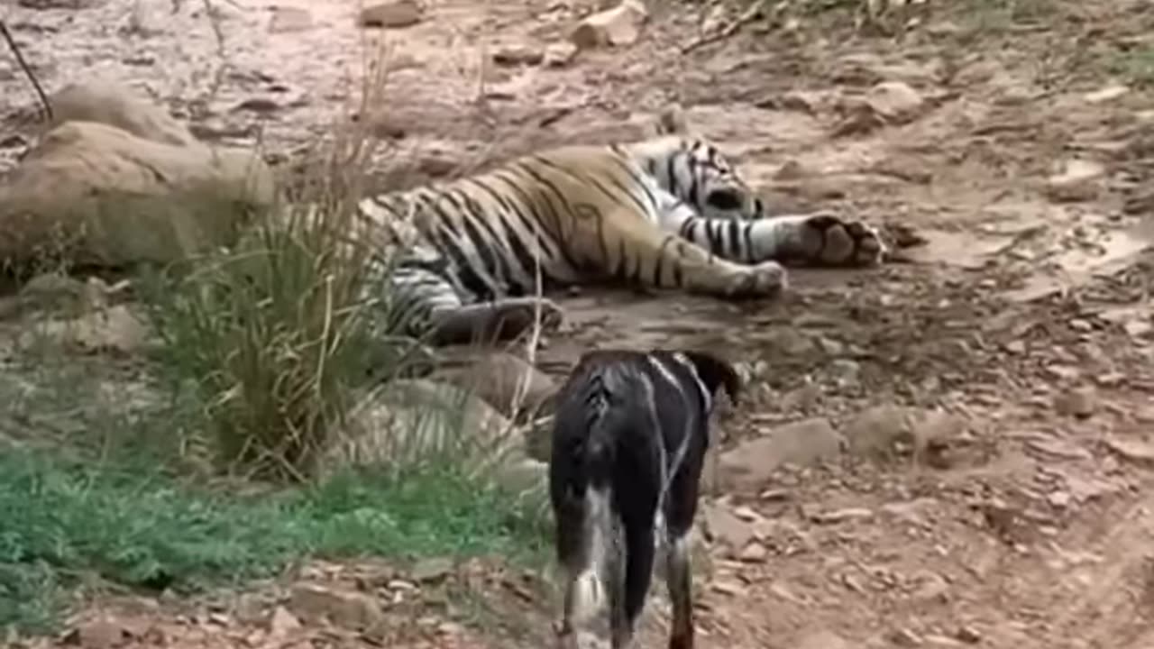 Tiger attacks Dog in ranthambore!!!