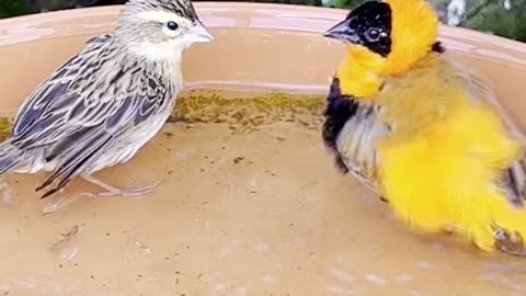 Orange Bird - Red Bishop weaver birds bathing in bird bath