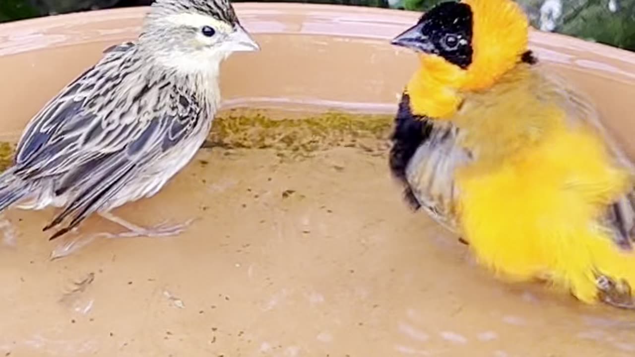 Orange Bird - Red Bishop weaver birds bathing in bird bath