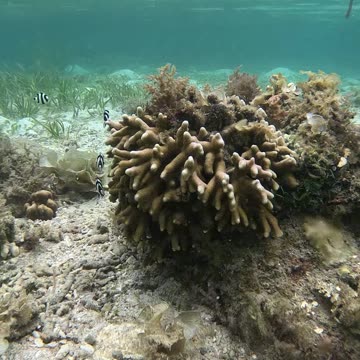 Such Cute Playful Little Fish Seen Snorkeling in the Morning