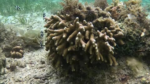 Such Cute Playful Little Fish Seen Snorkeling in the Morning