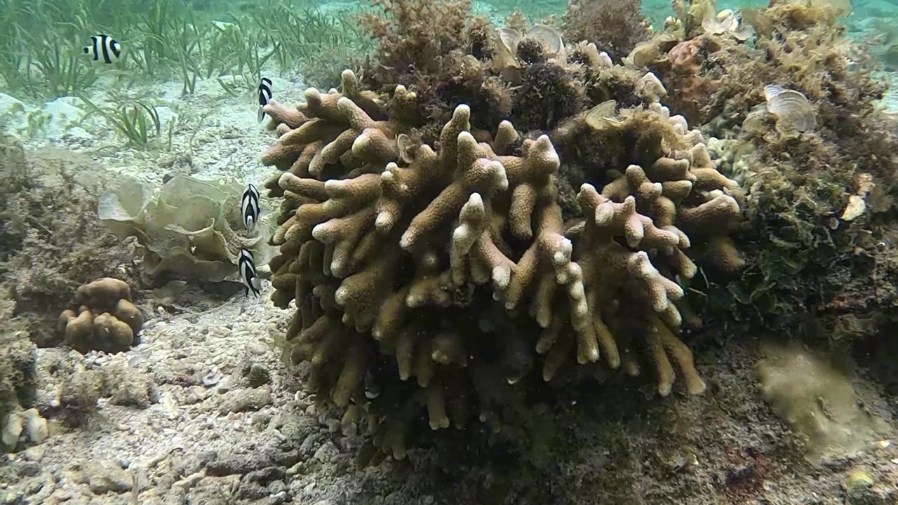 Such Cute Playful Little Fish Seen Snorkeling in the Morning