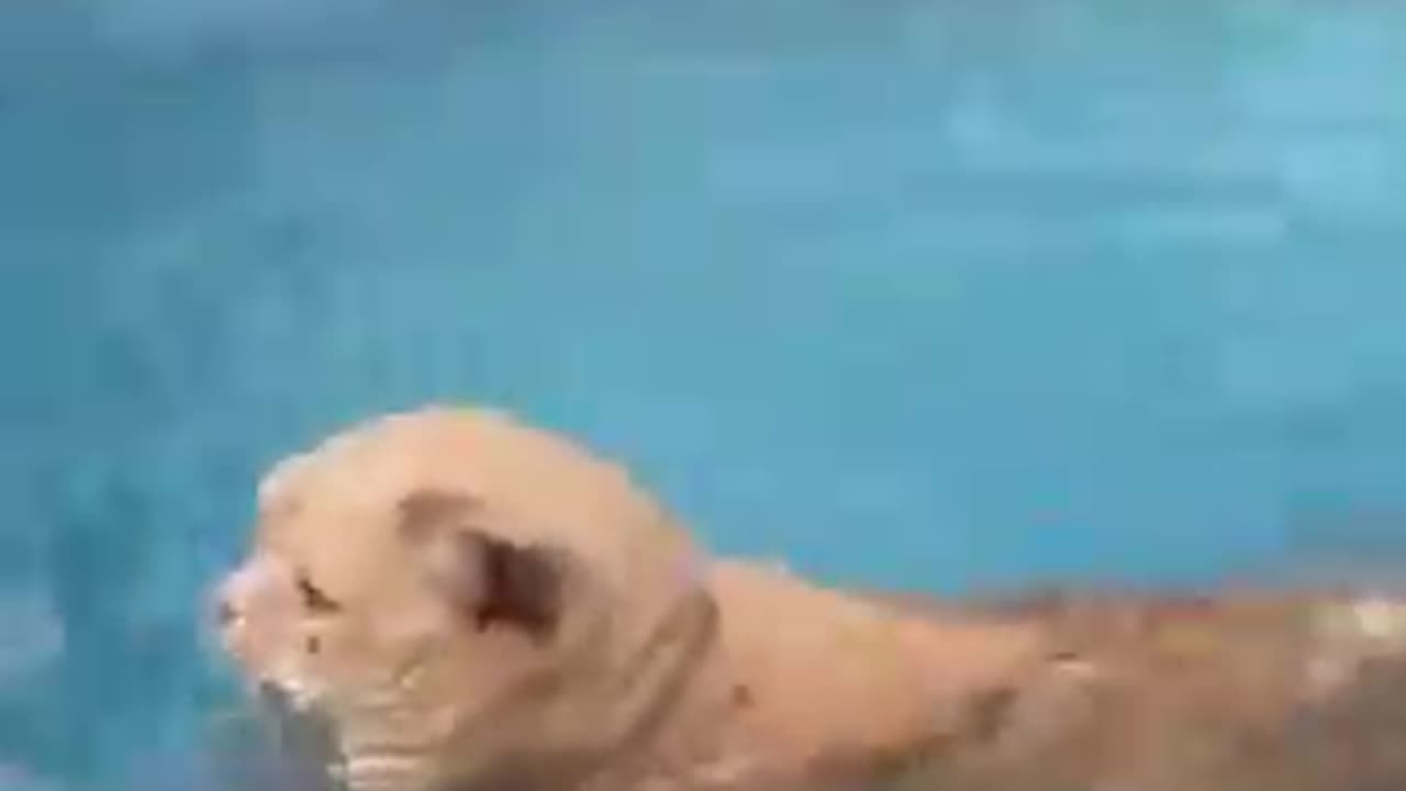 The animals funy video