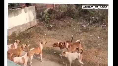 Dog gang fight