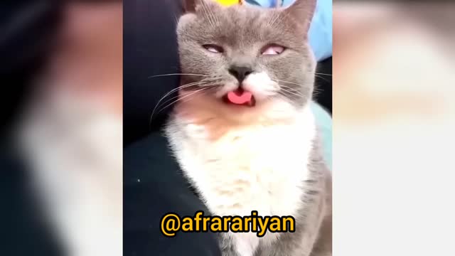 Cat Funny Reaction 🤣🤣 that's really nice