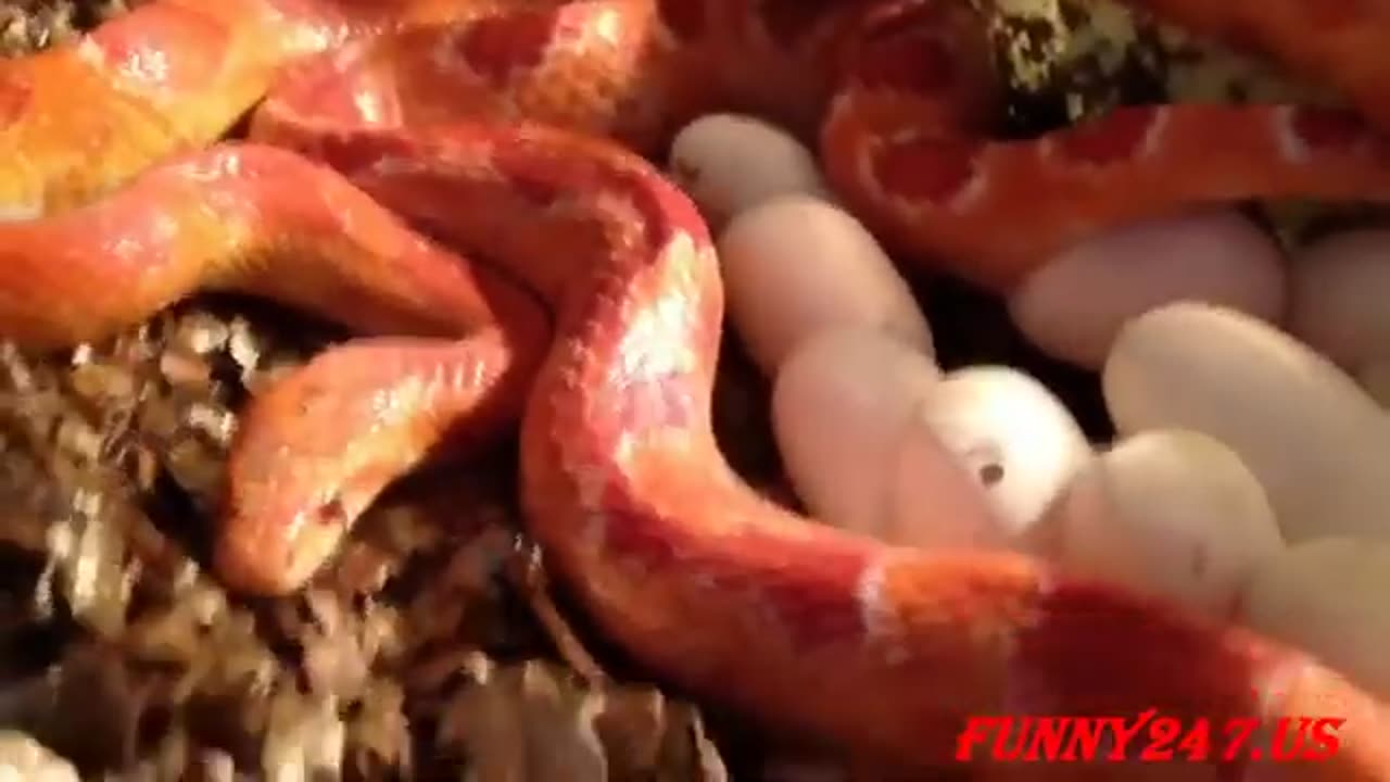 Animal Plannet- Snake Breed Mating And Laying Eggs- Wild Life In African