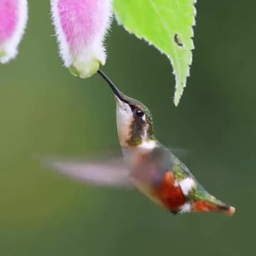 Funny birds video #trending #viral #funny #Bitd #cute