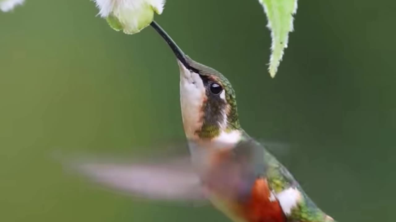 Funny birds video #trending #viral #funny #Bitd #cute