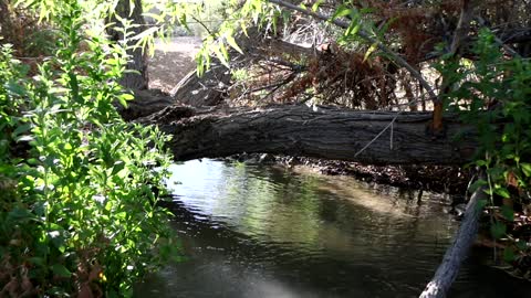 The Flowing Stream