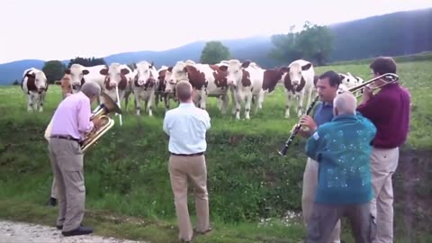 Animals especially cows love music very much 🎼🎷📢