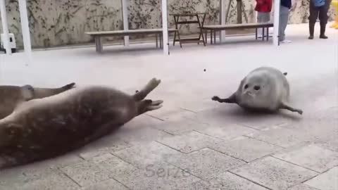 Everyone Joins The Battle! (Animal Edition)