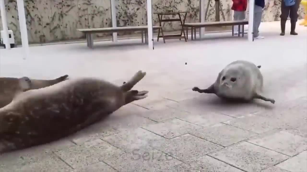 Everyone Joins The Battle! (Animal Edition)