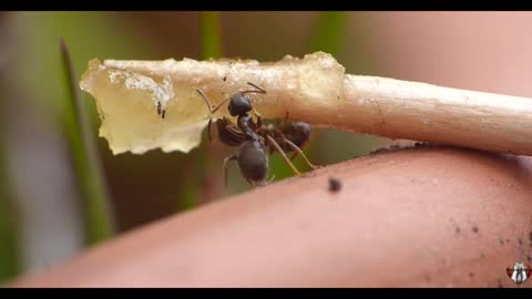 Amazing Ant