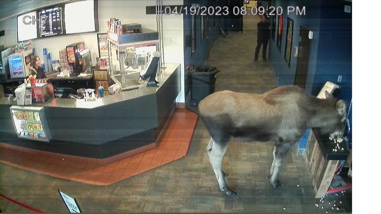 Moose discovers snacks in Alaska cinema