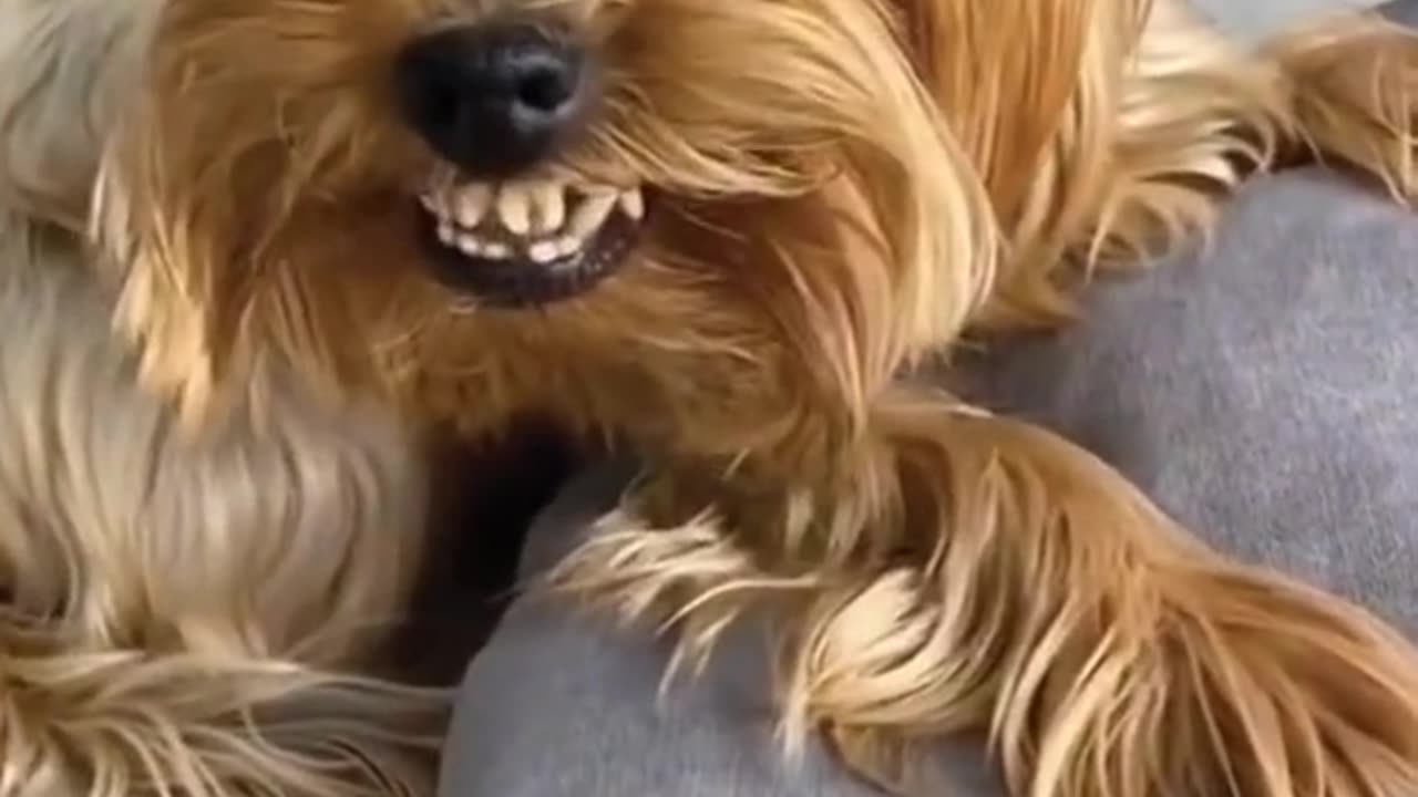 Funny Angry Dogs Compilation #Shorts