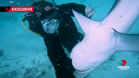 Diver gets biten by a shark...and survives!