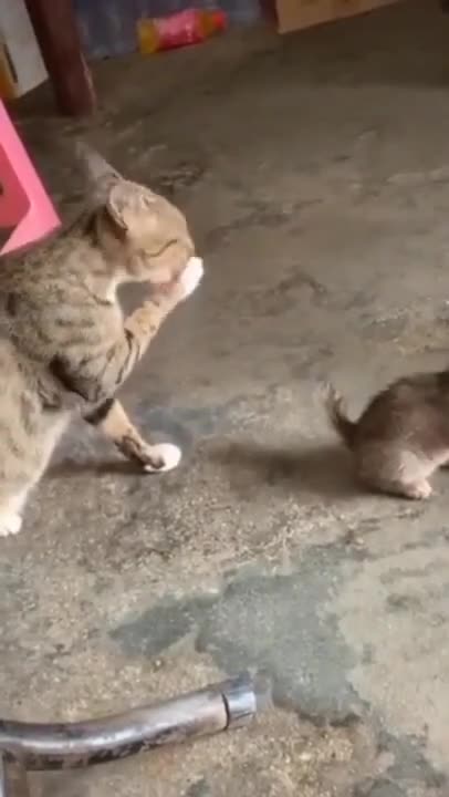 Cute Cats #Shorts Funny video #shorts