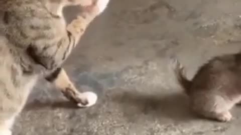 Cute Cats #Shorts Funny video #shorts