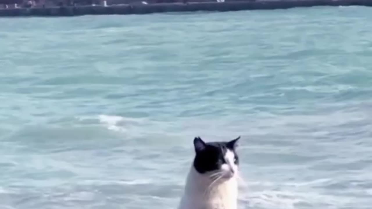 Funny cat videos