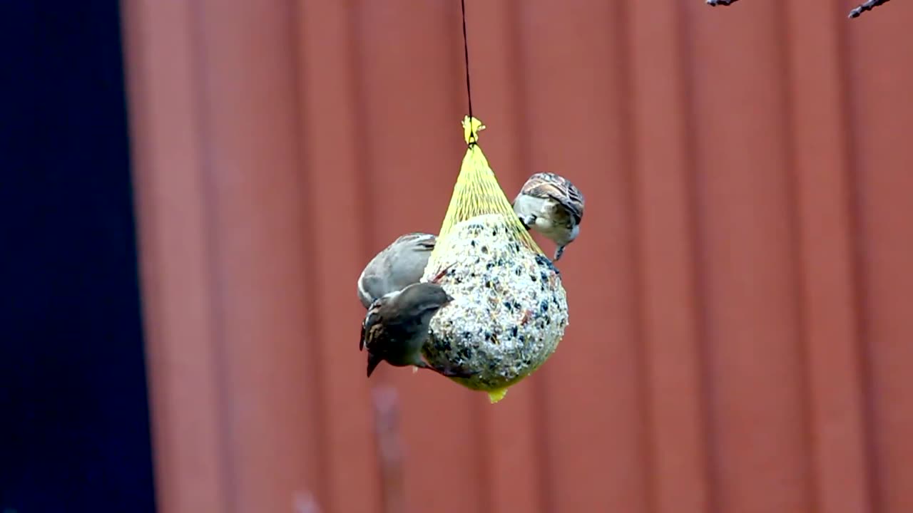 birds feeding competetion