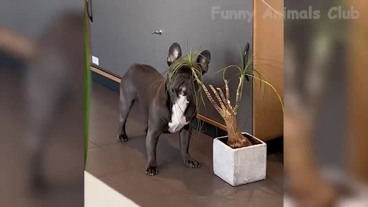 Funniest Animals video 2023😂 Funny Çats and Crazy Dogs videos😂