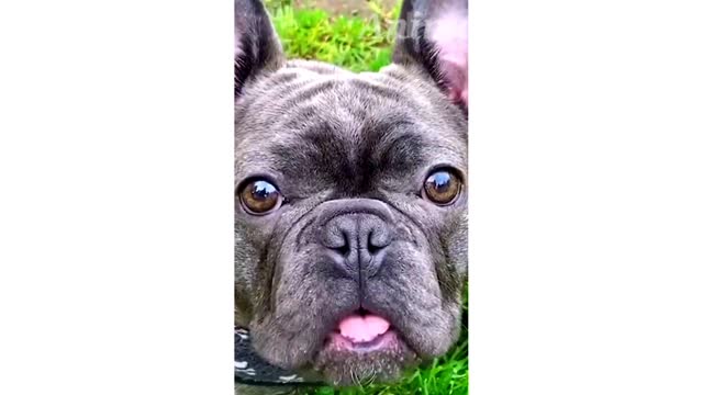 Best funny animals new