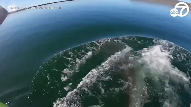 Great white shark lunges at kayaker in South Australia