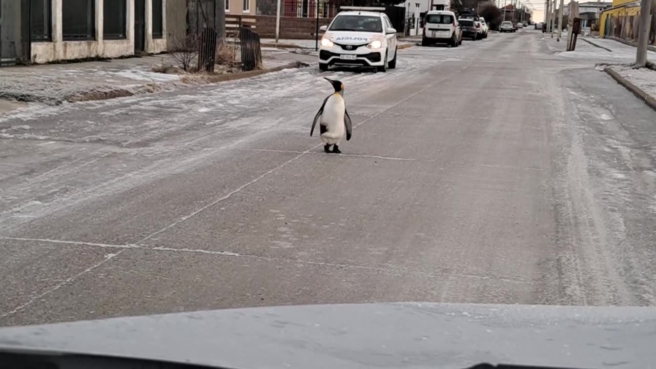 Penguin Approaches Vehicle