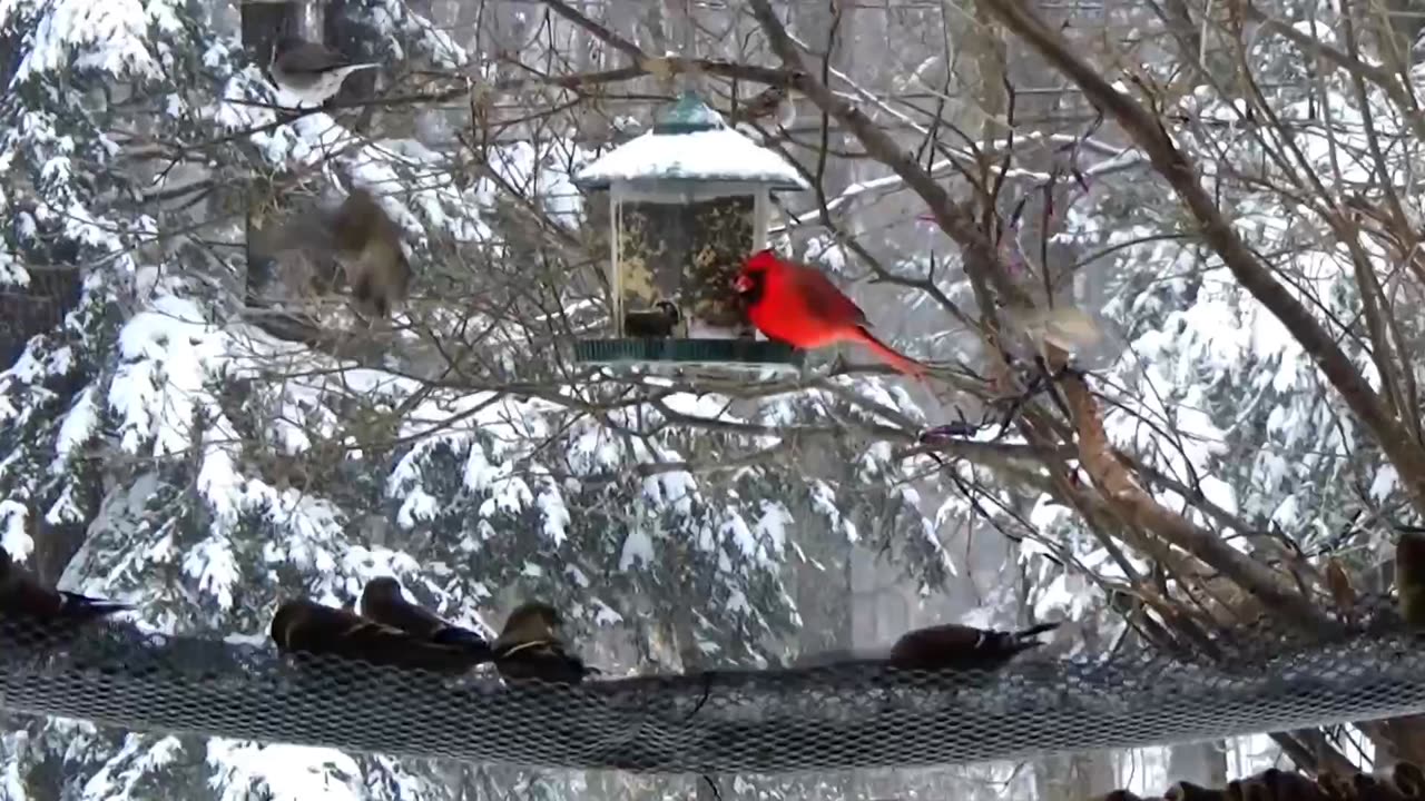 Birds Feeding