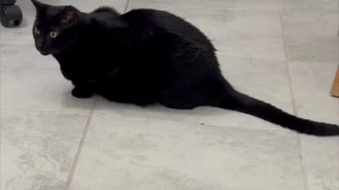 Adopting a Cat from a Shelter Vlog - Cute Precious Piper Helps Sweep the Floor #shorts