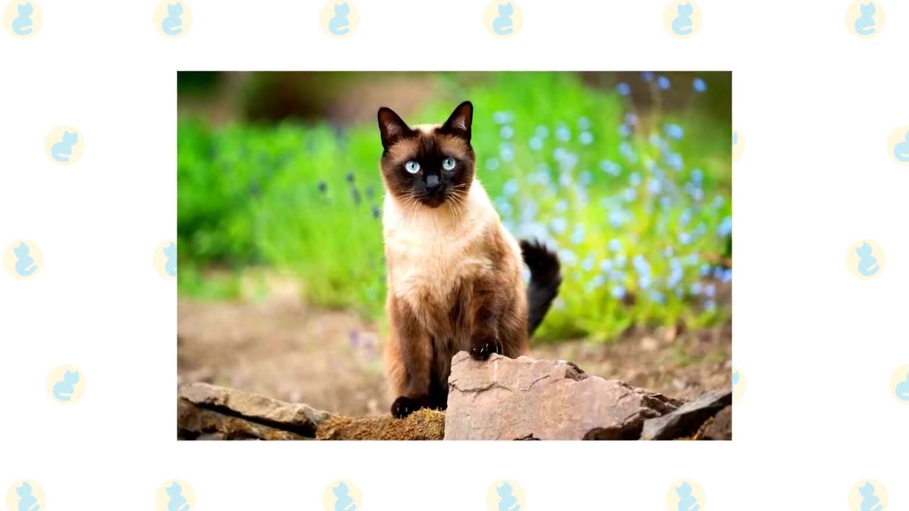 Six barn cats bread in amazing style